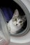 Lovely cat resting inside a washing machine