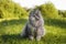 Lovely cat sitting on green grass near a yellow flower outdoors, sunny summer day. Purebred, gray cat