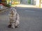 A lovely cat standing on cement road ground.