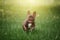 Lovely Cheerful French Bulldog runs along the green grass across