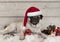 Lovely Christmas pug dog puppy lying down on sheepskin blanket with festive ornaments