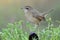 Lovely chubby brown bird perching on weed spot among fresh green leafs with water drops in early morning environment, siberian