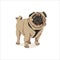 Lovely chubby wrinkled pug dog