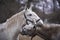 Lovely close up portrait of two young white horses of Kladrubsky race fall in love