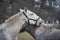 Lovely close up portrait of two young white horses of Kladrubsky race fall in love