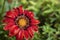 Lovely close up of a red chrysanthemum during watering proces