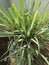 A lovely close up of a shrub of long green leaved lemon grass