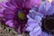 Lovely closeup of a pink and a violet flower blossom