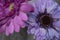 Lovely closeup of a pink and a violet flower blossom