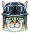 Lovely closeup portrait of Maine Coon cat in a biker helmet with goggles. Hand drawn water colour painting on white background