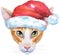 Lovely closeup portrait oriental cat in Santa hat. Hand drawn water colour painting on white background