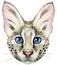 Lovely closeup portrait Savannah cat. Hand drawn water colour painting on white background