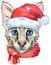 Lovely closeup portrait Savannah cat in Santa hat. Hand drawn water colour painting on white background