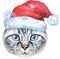 Lovely closeup portrait of scottish fold cat in Santa hat. Hand drawn water colour painting on white background