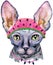 Lovely closeup portrait Sphynx cat breed in a watermelon hat. Hand drawn water colour painting on white background