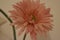 Lovely closeup of a rose-colored flower blossom