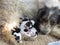 Lovely closeup of a street dog with her puppies in Thailand