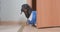 Lovely clumsy dachshund puppy in blue jumpsuit looks out from behind slightly open door, licks its lips after lunch or