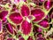 Lovely Coleus Kong Red foliage plant