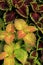 Lovely coleus plants in garden