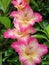 Lovely colored pink gladiolus