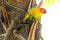 Lovely colorful Sun Conure parrot in the nature