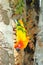 Lovely colorful Sun Conure parrot in the nature
