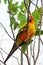 Lovely colorful Sun Conure parrot in the nature