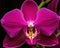 A lovely combination of a magenta orchid and its small stamens in the center. Trendy color of 2023 Viva Magenta.. AI