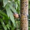 Lovely Common chaffinch fringilla coelebs on bird feeder