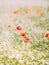 The lovely composition of the poppies among small white flowers in the field.