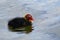 Lovely coot chick