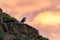 Lovely couple Atlantic Puffin bird or Fratercula Arctica standing on the cliff by coastline on summer in Iceland