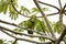 Lovely couple of Blue-crowned parakeets, Pantanal Wetlands, Mato Grosso,