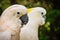 Lovely couple of cockatoos. Cute couple white cockatoos kissing