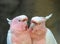 Lovely couple of cockatoos. Cute couple white and pink cockatoos kissing and making love