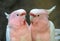 Lovely couple of cockatoos. Cute couple white and pink cockatoos kissing and making love