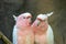 Lovely couple of cockatoos. Cute couple white and pink cockatoos kissing and making love