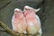 Lovely couple of cockatoos.Two lovers parrot white and pink colors sitting on a branch and cooing