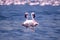 The lovely couple of flamingos on the lake Bogoria. Kenya. Africa