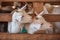 Lovely couple kid white goats. Two little white goats standing in wooden shelter and looking at the camera. Cute with funny.