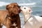 Lovely couple of mixed dogs on the beach