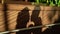 Lovely couple shadow. People walking outdoors in summer day. Silhouette of bride and groom hugging