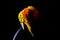 Lovely Couple of Sun Conure in black background