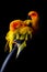 Lovely Couple of Sun Conure in black background