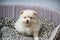 Lovely cream-colored Pomeranian puppy.