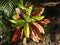 Lovely croton plant rushfoil in the tropical sun, in the garden, Darwin, NT Australia