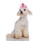 Lovely crowned bichon looks to side while sitting