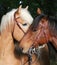 Lovely cuddling horses