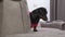 Lovely curious dachshund puppy in pink t-shirt and with funny expression looks out from behind sofa and stares at